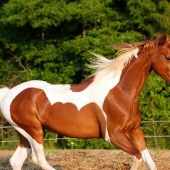 Servicios de Criadero Equino El Morichal Monterry Casanare