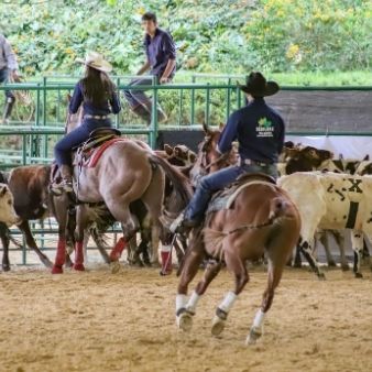 Servicios de Criadero Equino El Morichal Monterry Casanare