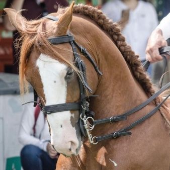 Servicios de Criadero Equino El Morichal Monterry Casanare