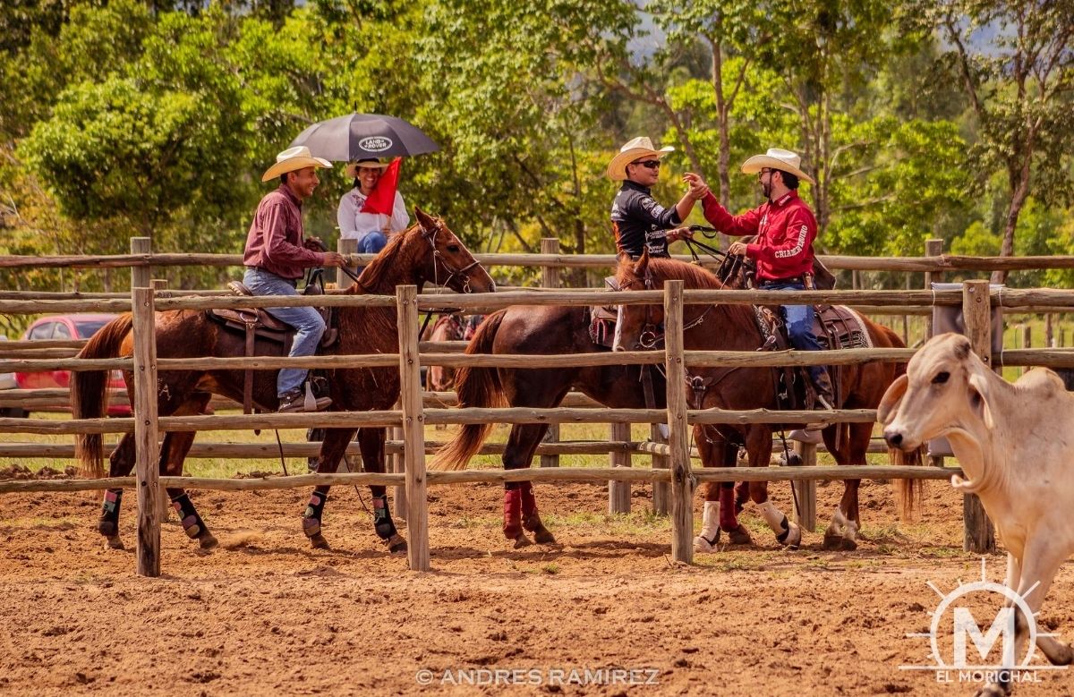 Encierro de gando team penning Monterrey Casanare colombia